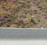 fleurs autoroute.jpg