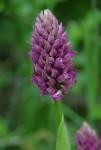 2début floraison.jpg
