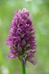 3fleurs ouvertes.jpg