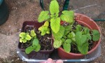 2014-04-25 13.59.35.jpg