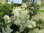 DEUTZIA.jpg