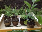 Mes plants de tomates + aubergines