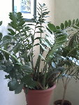 Zamioculcas.jpg