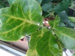plante.jpg