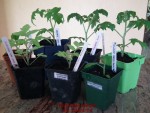 tomates naines au 18 avril 2014.jpg