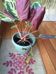 plante 2.JPG