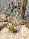 voici la plante