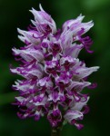 IMGP3367(maman) (518x640).jpg