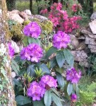 Rhodo lilas et mollis jolie madame en fond