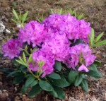 Rhodo catawbiense grandiflorum