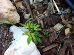 2014-04-29 Jardin petit.JPG