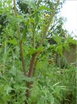 Mauvaise herbe