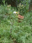 Mauvaise herbe