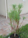DSCN2548-1.JPG