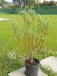 DSCN2547-1.JPG