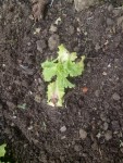 Salade2