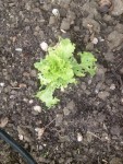 Salade1