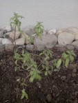 Verveine