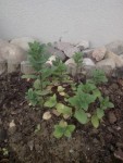 Menthe