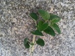 20140429_183324c.jpg