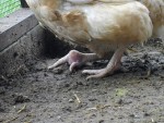 l'autre poule