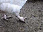 une poule