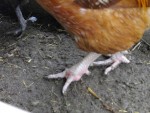 le coq