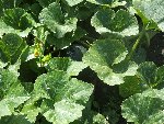 un de mes plants de potirons