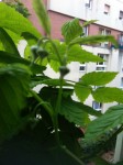 IMG_4436.jpeg
