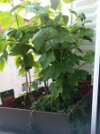IMG_4499.jpeg