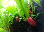 IMG_4751.jpeg