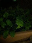 IMG_4856.jpeg