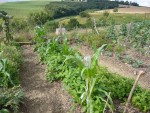 Haricots verts et maïs doux.jpg
