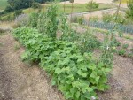 Les haricots et des fraises à droite.jpg