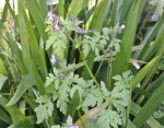 Herbe a Robert 7.JPG