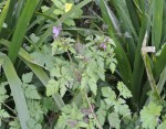 herbe a Robert 8.JPG