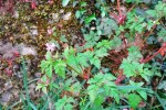 Herbe a Robert 2.JPG