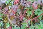 herbe a Robert 4.JPG