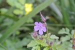 herbe a Robert détail fleur.JPG
