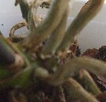 photo fofo02.jpg