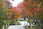 transplantation_KYO1872 - copie001 - copie.JPG