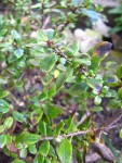 IMG_7530.JPG