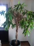 Vue globale du ficus
