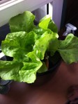 IMG_15840.jpeg
