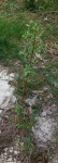20140506_171506.jpg