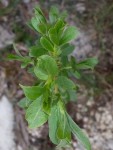 20140506_171522.jpg