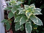 brugmansia.jpg