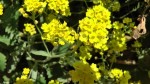 Fleurs jaunes