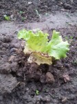 Salade et sa feuille démangée....=( J'en ai des plusieurs comme cela.