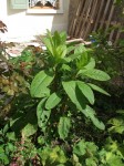 Plante inconnue 001_rs.jpg